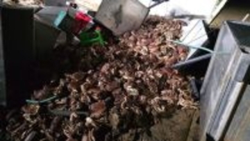 横転したトラックから1万5000匹のカニが大脱走、村人総出の回収作戦