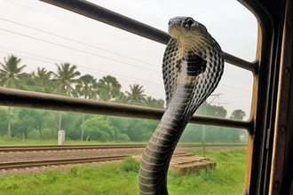 キングコブラがインドの列車に無賃乗車、生息地を失い人間の生活圏に入り込む