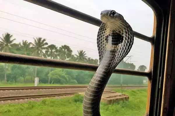 キングコブラがインドの列車に無賃乗車、生息地を失い人間の生活圏に入り込む