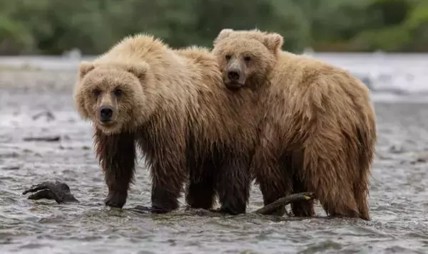 ヒグマの個体を識別する顔認証AIを開発。季節による体型変化に左右されない新技術