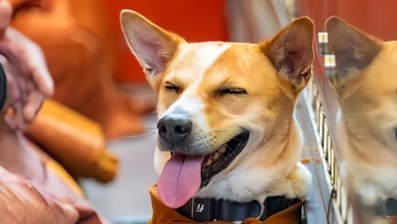 3,700kmの平和の祈りの旅を終えた犬のアロカ、生まれ故郷のインドを訪問
