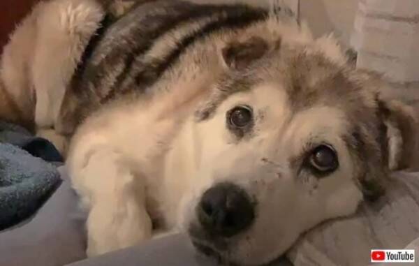 保護犬 保護猫の移送に取り組む男性 もう二度と寂しい思いはさせないよ と 吹雪の中捨てられた犬ハスキーを引き取った 22年2月8日 エキサイトニュース