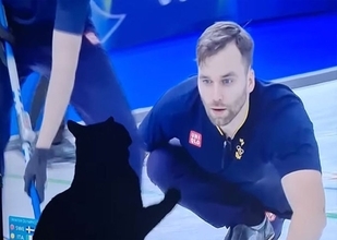 助太刀するにゃ！イタリアの猫がミラノ五輪カーリングで画面越しから妨害工作