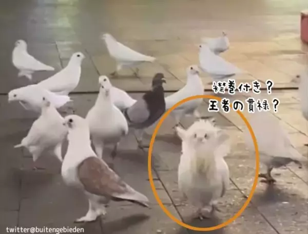 あれ？1羽だけモフモフの冠と襟巻を身に着けたゴージャスな鳩が混じっているぞ！？