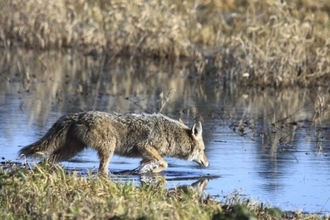 コヨーテがたった1匹で荒波に揉まれながら海を泳ぐ！史上初めて監獄島に到達