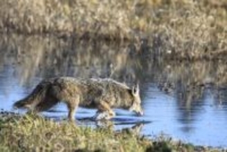 コヨーテがたった1匹で荒波に揉まれながら海を泳ぐ！史上初めて監獄島に到達
