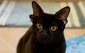 4つの耳と鍵しっぽを持つ愛らしい黒猫が仮里親の家ですくすくと成長中、永遠の家族を待つ