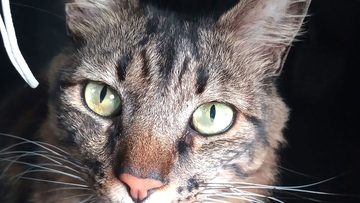 飼い主の死後、アパートをさまよう猫を気遣う住人たちにやさしい連鎖が生まれる