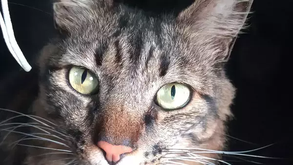 飼い主の死後、アパートをさまよう猫を気遣う住人たちにやさしい連鎖が生まれる