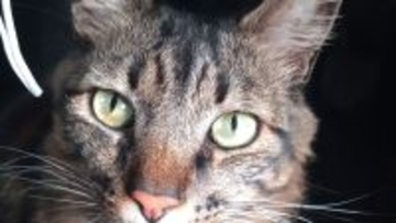 飼い主の死後、アパートをさまよう猫を気遣う住人たちにやさしい連鎖が生まれる