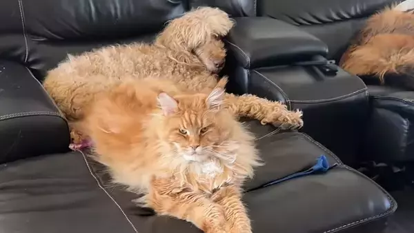 大型犬と互角？巨大猫メインクーンの圧倒的存在感