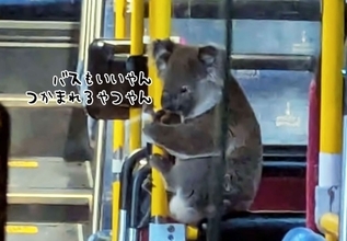 コアラ、バスに乗る。道路で迷子になっていたところを運転手に保護され無事帰宅