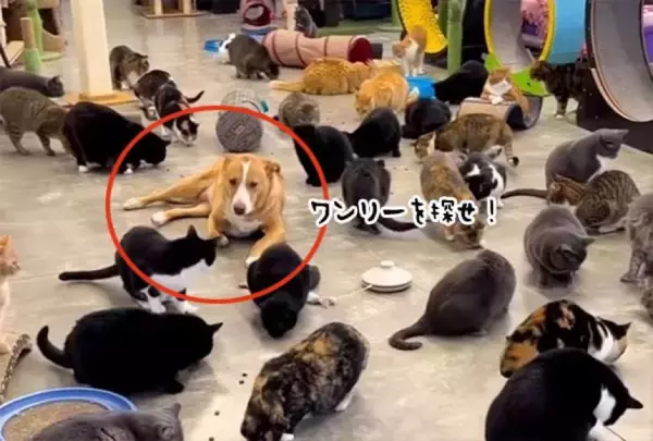 猫ちゃんたちと一緒にいたい！350匹の猫が暮らす聖域に居座る1匹の保護犬