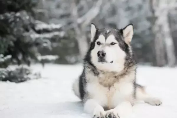 雪山で遭難し動けなくなった飼い主の体を13時間温め続けたマラミュート犬。両者ともに無事救助