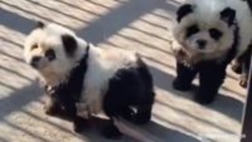 チャウチャウ犬を白黒に塗って「パンダ犬」として展示した中国の動物園に怒りの声