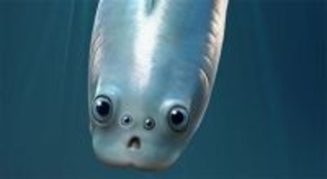 世界最古の脊椎動物には4つの目があった。2つの目は脳に入り込む進化を遂げていた