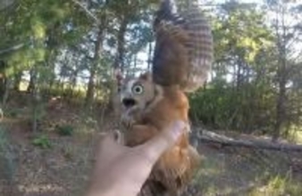 釣り糸に絡まって木からぶら下がっていたコノハズクを救出