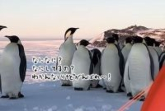 南極訓練キャンプ中にペンギンたちが押し寄せ、癒されまくる空軍兵たち