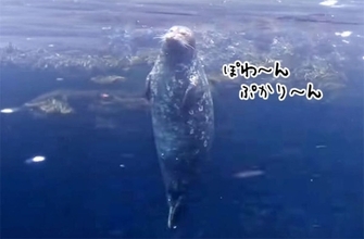 アザラシがぷかぷか浮いているだけで幸せな気分になれる動画