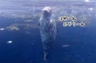 アザラシがぷかぷか浮いているだけで幸せな気分になれる動画