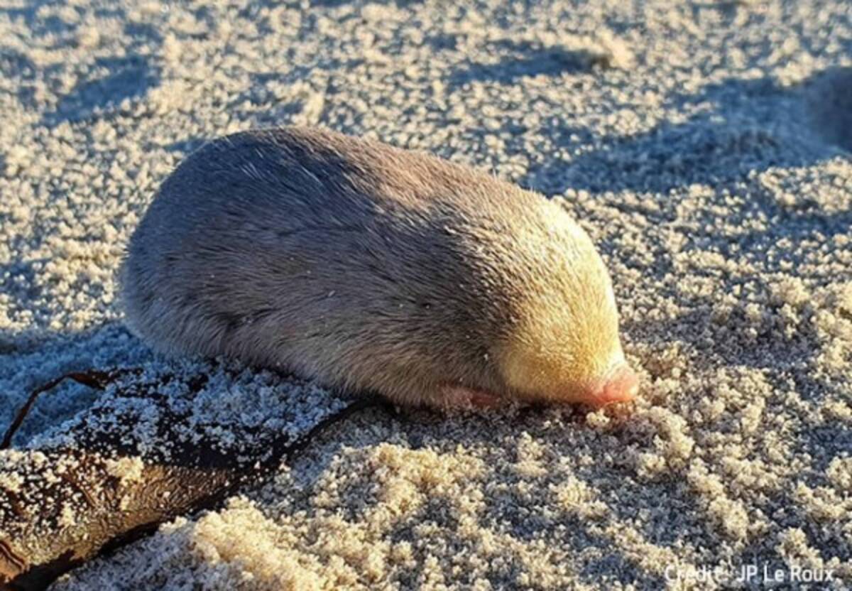 モグラ 絶滅 危惧 種