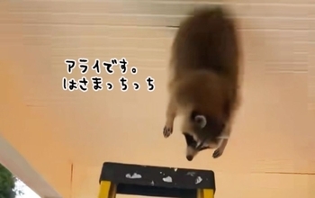 アライさん事案。天井からアライグマが逆さまで宙ぶらりん