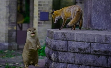 キツネとカワウソが夜の街で行動を共にする姿が監視カメラにとらえられる