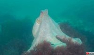 2025年、イギリスはタコ大量発生の年だった