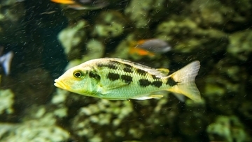 シクリッド（魚）は人に見られていることが分かり、子どもを見られると攻撃的になる