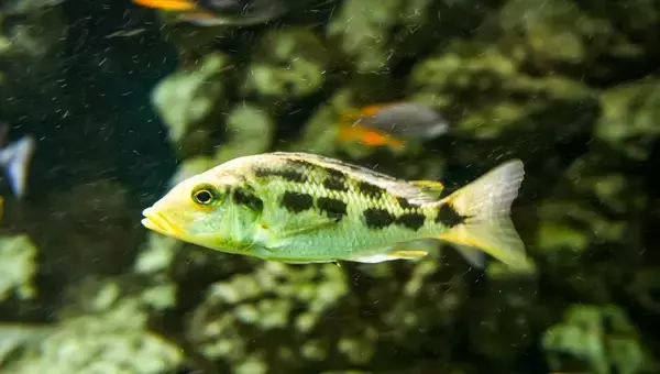 シクリッド（魚）は人に見られていることが分かり、子どもを見られると攻撃的になる