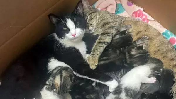 みんな生き延びるための野良猫たちの知恵。2匹の母猫が協力して11匹の子猫を育てていた