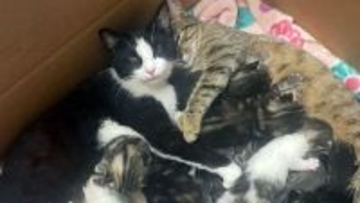 みんな生き延びるための野良猫たちの知恵。2匹の母猫が協力して11匹の子猫を育てていた