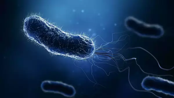 大腸菌が触れることなく円盤をくるくる回す。その仕組みを解明