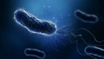 大腸菌が触れることなく円盤をくるくる回す。その仕組みを解明