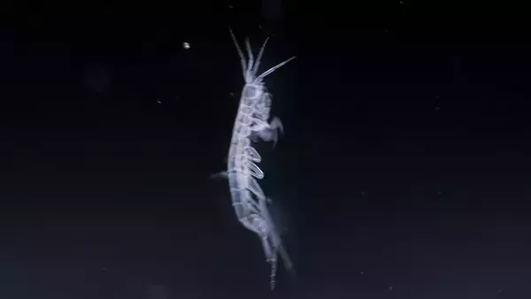探検家が沖縄で採取した極小のヨコエビは新種だった！探検家の名が学名に