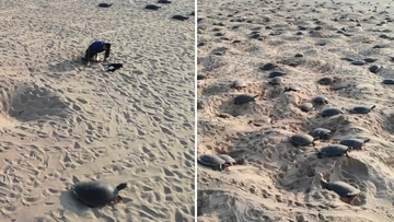 アマゾンの絶滅危惧種のカメ、4万1000匹いることが新たなカウント法で明らかに