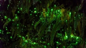 植物が街灯になる未来へ。ホタルのように光る植物20種を開発