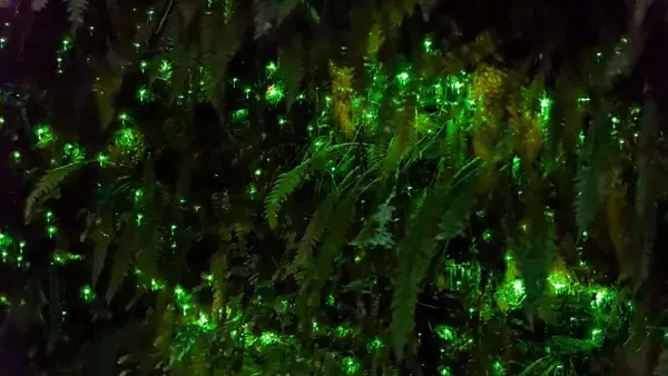 植物が街灯になる未来へ。ホタルのように光る植物20種を開発