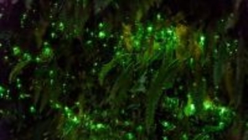 植物が街灯になる未来へ。ホタルのように光る植物20種を開発