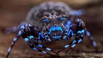 青く光るクモだと！アフリカの奥地で新種をふくむユニークな生物を続々発見