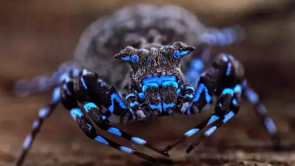 青く光るクモだと！アフリカの奥地で新種をふくむユニークな生物を続々発見
