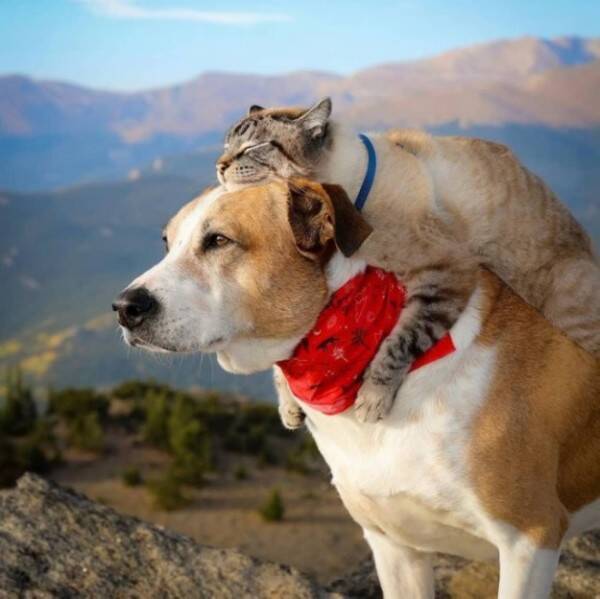 飼い主と一緒に冒険の旅を続ける犬と猫の物語 アメリカ 21年3月18日 エキサイトニュース