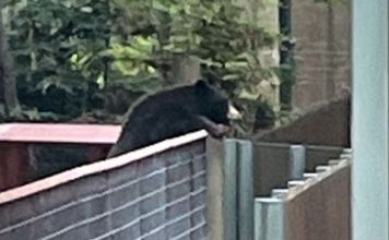 野生のクマが動物園に侵入、仲間になりたそうに飼育されているクマたちを見つめる