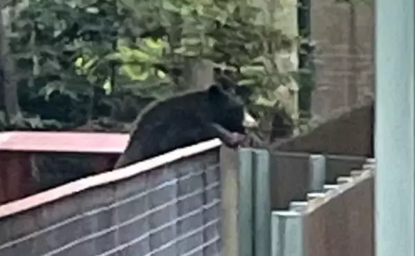 野生のクマが動物園に侵入、仲間になりたそうに飼育されているクマたちを見つめる