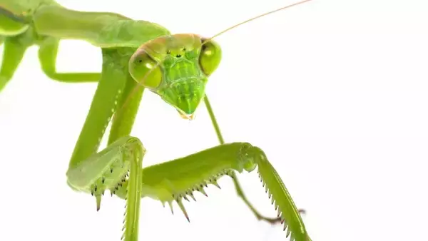 気候変動の影響か？ヨーロッパで生息域を広げるアジア産大型カマキリ