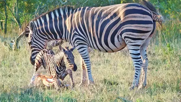 がんばれ！もうちょっと！シマウマの赤ちゃんの最初の一歩