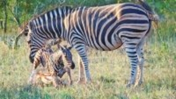 がんばれ！もうちょっと！シマウマの赤ちゃんの最初の一歩