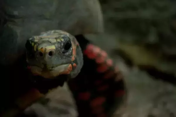 まだ生きていた！30年前に行方不明になった亀が屋根裏で発見される