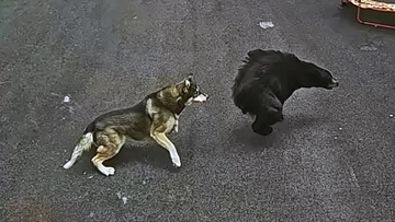 クマに嚙みついて撃退したハスキー犬、家族の6歳の男の子を守る