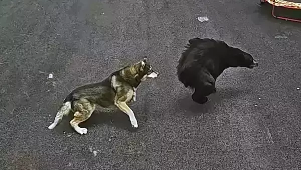 クマに嚙みついて撃退したハスキー犬、家族の6歳の男の子を守る